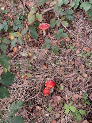 Paddestoelen in het Springdal